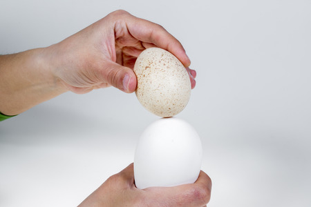 Hand holding goose egg and duck egg, isolated on white backgroundの写真素材