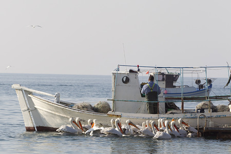 Fishing Boat and the fisherman surrounded by pelicans, in Greece.のeditorial素材