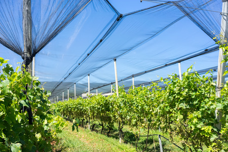 Vineyard with modern system for irrigation and nets against hail.の写真素材