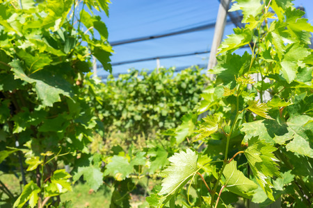 Vineyard with modern system for irrigation and nets against hail.の写真素材