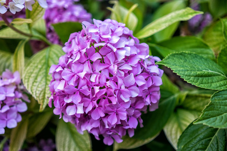 Beautiful purple flowers at green field. 