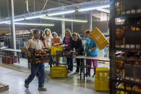 NAOUSSA GREECE- AUGUST 20 2014: Women working at the factory of Agricultural Cooperative of Naoussa Greece. The famous "Naoussa Peaches" are the areaâs main product. Fruit production.のeditorial素材