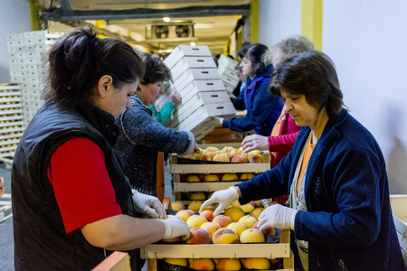 NAOUSSA GREECE- AUGUST 20 2014: Women working at the factory of Agricultural Cooperative of Naoussa Greece. The famous "Naoussa Peaches" are the areaâs main product. Fruit production.のeditorial素材