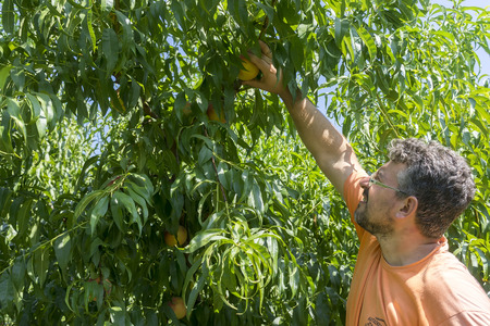 NAOUSSA GREECE- AUGUST 20 2014: Workers collecting peaches from trees at the factory of Agricultural Cooperative of Naoussa Greece. The famous "Naoussa Peaches" are the areaâs main product. のeditorial素材