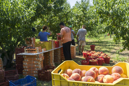 NAOUSSA GREECE- AUGUST 20 2014: Workers placing ripe peaches in crates at the factory of Agricultural Cooperative of Naoussa Greece. The famous "Naoussa Peaches" are the areaâs main product. のeditorial素材