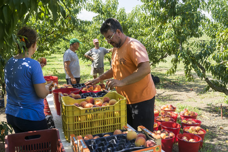 NAOUSSA GREECE- AUGUST 20 2014: Workers placing ripe peaches in crates at the factory of Agricultural Cooperative of Naoussa Greece. The famous "Naoussa Peaches" are the areaâs main product. のeditorial素材