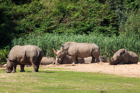 Rhinoceros in Arnhem Zooの写真素材