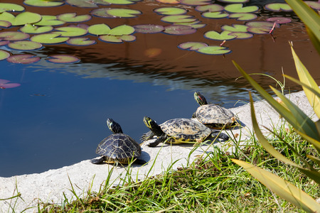 Western painted turtle (chrysemys picta) sitting by fresh water pond.の写真素材