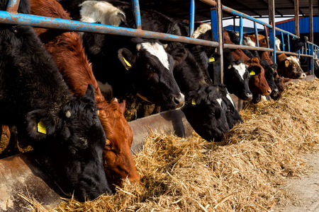 HALASTRA , GREECE JANUARY 21, 2015 : Many cows feeding in large cowshed in the region Halastra west...
