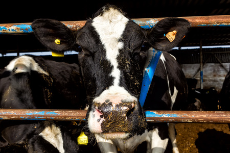 HALASTRA , GREECE JANUARY 21, 2015 : Many cows feeding in large cowshed in the region Halastra west...
