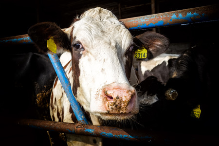 HALASTRA , GREECE JANUARY 21, 2015 : Many cows feeding in large cowshed in the region Halastra west of Thessalonikiのeditorial素材