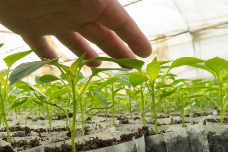 Closeup of the hands of a man who treats small pepper plants in a greenhouseの写真素材