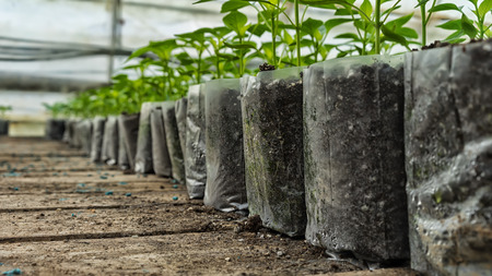 small pepper plants in a greenhouse for transplantingの写真素材