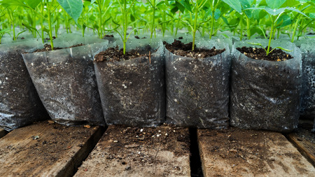 small pepper plants in a greenhouse for transplantingの写真素材