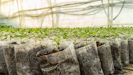 small tomato  plants in a greenhouse for transplantingの写真素材