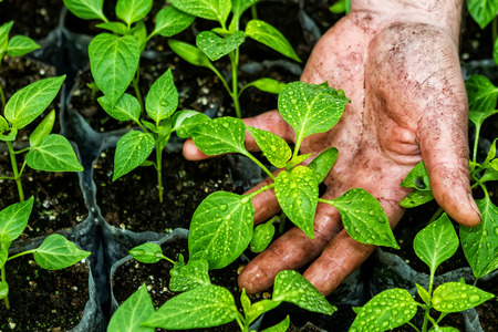 Closeup of the hands of a man who treats small pepper plants in a greenhouse