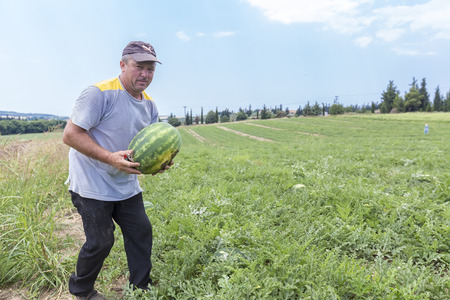 HALKIDIKI , GREECE, JULY 9, 2015: Farmers harvesting watermelons from the fieldのeditorial素材