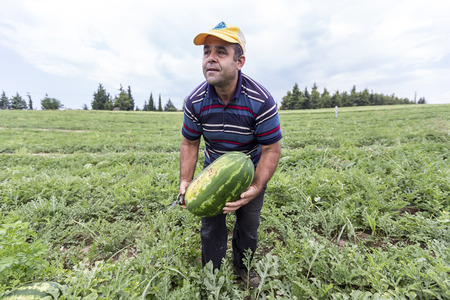 HALKIDIKI , GREECE, JULY  9, 2015: Farmers harvesting watermelons from the fieldのeditorial素材