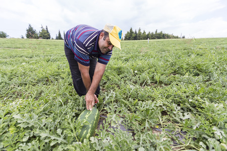 HALKIDIKI , GREECE, JULY  9, 2015: Farmers harvesting watermelons from the fieldのeditorial素材