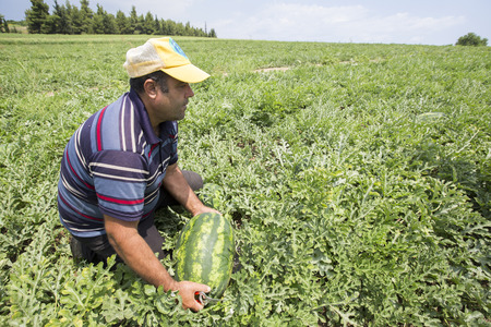 HALKIDIKI , GREECE, JULY 9, 2015: Farmers harvesting watermelons from the fieldのeditorial素材