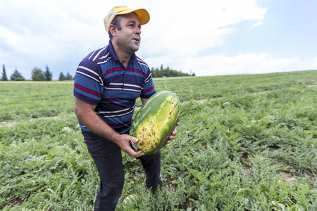 HALKIDIKI , GREECE, JULY  9, 2015: Farmers harvesting watermelons from the fieldのeditorial素材