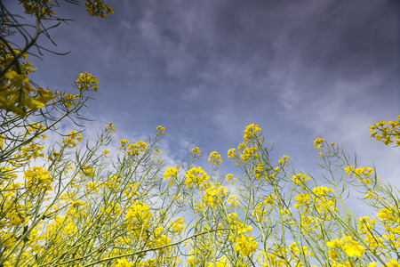 Yellow rapeseed flower field and blue sky, in Greeceの写真素材