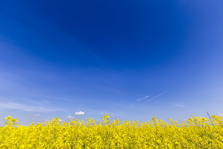 Yellow rapeseed flower field and blue sky, in Greece