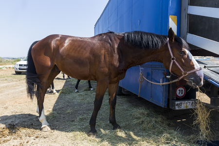 Thessloniki, Greece, June 14, 2015: Horses relax before the competition matches riding round obstaclesのeditorial素材