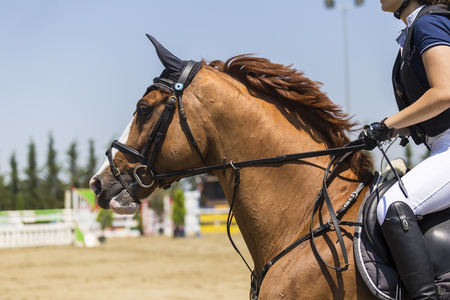 Close up of the horse during competition matches riding round obstaclesのeditorial素材