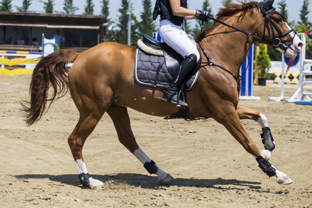 Close up of the horse during competition matches riding round obstaclesのeditorial素材