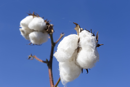 Cotton fields white with ripe cotton ready for harvestingの写真素材