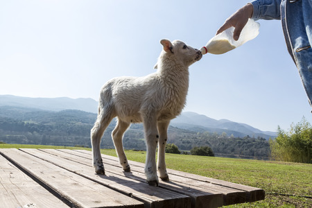 Bottle feeding baby sheep in nature backgroundの写真素材