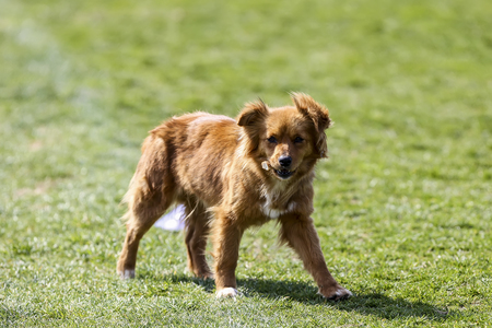 Cute little brown dog in a green fieldの写真素材