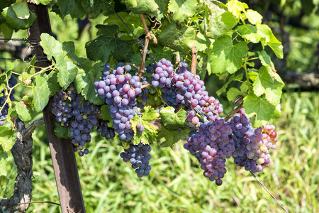 Bunches of wine grapes hanging on the wineのeditorial素材
