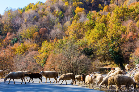 Sheep traffic on the road between autumn treesの写真素材