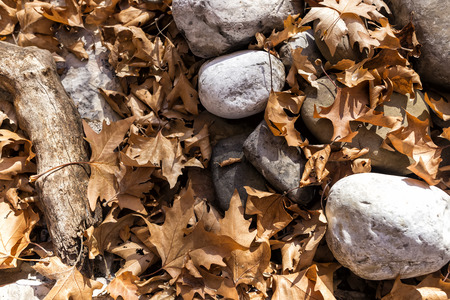 Close up of a couple of fallen autumn yellow leaves with wet grey rocks on background.の写真素材