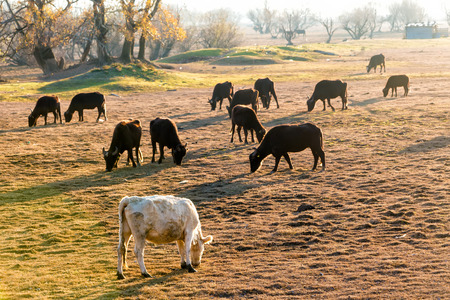 Buffaloes eating near Kerkini Lake in Greece