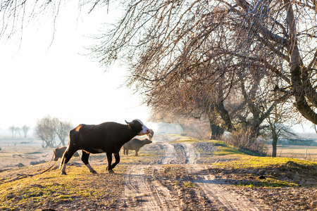 Buffaloes crossing the road near Kerkini Lake in Greeceの写真素材