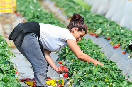 Manolada, Ilia, Greece - March 3, 2016: Immigrant seasonal farm workers (men and women, old and young) pick and package strawberries directly into boxes in the Manolada  of southern Greece.のeditorial素材