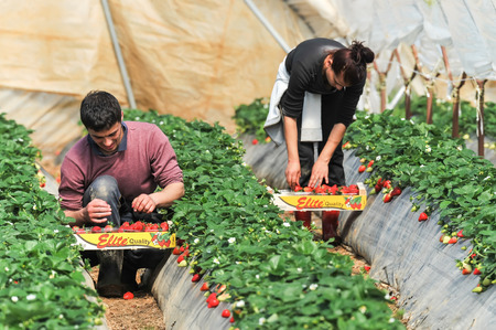 Manolada, Ilia, Greece - March 3, 2016: Immigrant seasonal farm workers (men and women, old and young) pick and package strawberries directly into boxes in the Manolada  of southern Greece.のeditorial素材