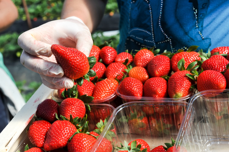 Manolada, Ilia, Greece - March 3, 2016: Immigrant seasonal farm workers (men and women, old and young) pick and package strawberries directly into boxes in the Manolada  of southern Greece.のeditorial素材