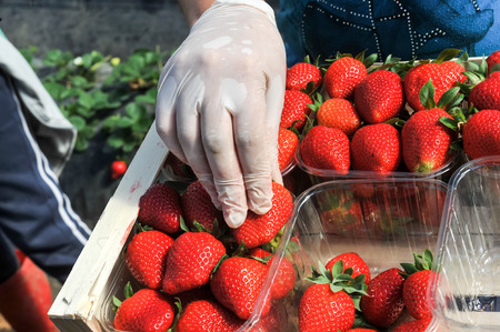 Manolada, Ilia, Greece - March 3, 2016: Immigrant seasonal farm workers (men and women, old and young) pick and package strawberries directly into boxes in the Manolada  of southern Greece.のeditorial素材
