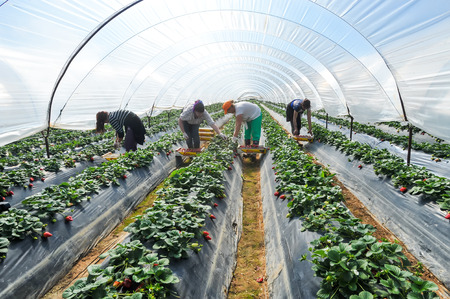 Manolada, Ilia, Greece - March 3, 2016: Immigrant seasonal farm workers (men and women, old and young) pick and package strawberries directly into boxes in the Manolada  of southern Greece.のeditorial素材