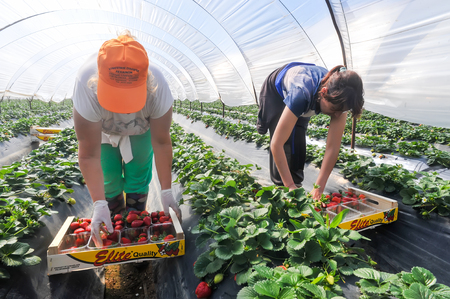 Manolada, Ilia, Greece - March 3, 2016: Immigrant seasonal farm workers (men and women, old and young) pick and package strawberries directly into boxes in the Manolada  of southern Greece.のeditorial素材