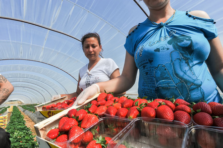 Manolada, Ilia, Greece - March 3, 2016: Immigrant seasonal farm workers (men and women, old and young) pick and package strawberries directly into boxes in the Manolada  of southern Greece.のeditorial素材
