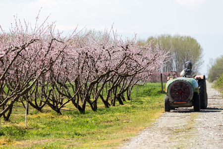 Veria, Greece - March 19, 2016: Farmer with tractor using a air blast sprayer with a chemical insecticide or fungicide in the orchard of peach trees in northern Greeceのeditorial素材