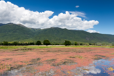 landscape of the Lake Kerkini with red plants that float on the water surface