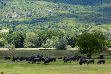Buffalo grazing next to the river Strymon spring in Northern Greece. Buffalo eat grass on a sunny day in April with a blue sky and white clouds. Aerial shotの写真素材