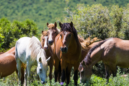 herd of horses that eat greens on a mountain slopeの写真素材