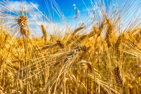 Gold wheat field and blue skyの写真素材